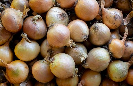 PPA maakt poolresultaten uien oogst 2025 bekend