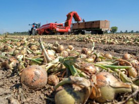 Organic onion pool